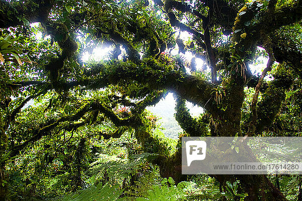 Die Nebelwälder der Cocos-Insel verleihen den Bäumen ein unscharfes Aussehen.