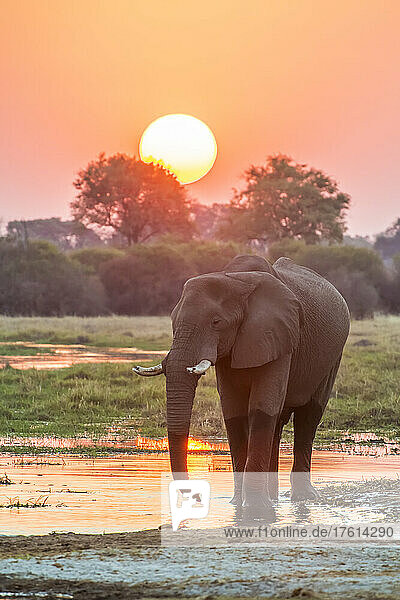Afrikanischer Buschelefant (Loxodonta africana) beim Spaziergang am Flussufer bei Sonnenuntergang; Okavango-Delta  Botsuana