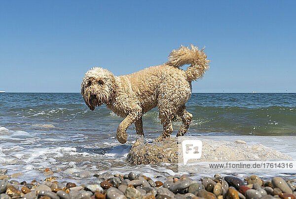 Blond cockapoo dog walks on rocks on a beach at the water's edge with the ocean horizon in the distance; South Shields  Tyne and Wear  England
