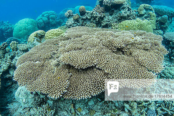 Nahaufnahme von Korallenplatten in einem tropischen Riff.
