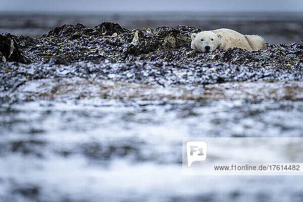 Polar bear (Ursus maritimus) lies on tundra eyeing camera; Arviat  Nunavut  Canada