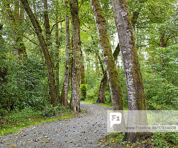 Pfad durch einen üppigen Wald  Derby Reach Regional Park; Langley  British Columbia  Kanada