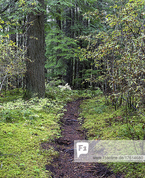 Schroffer Pfad mit freiliegenden Baumwurzeln durch einen moosbewachsenen Wald im Landesinneren von BC  Kanada; British Columbia  Kanada