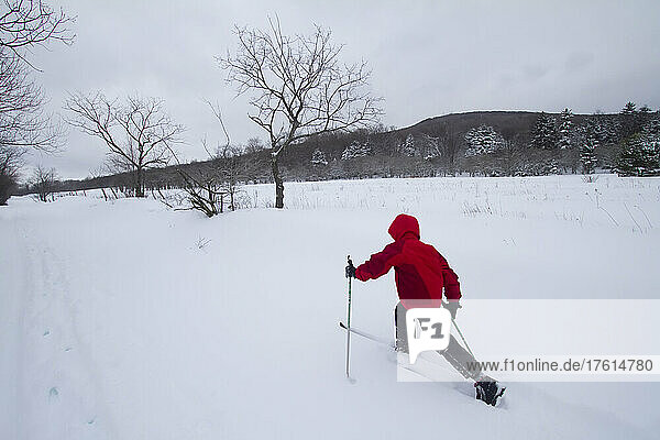 A nine year old boy cross country skis through deep snow after a storm.; Canaan Valley  West Virginia.