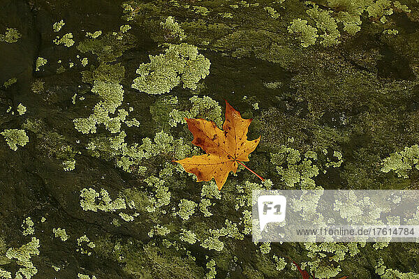 Maple leaf and rock lichen.; Cabin John  Maryland.