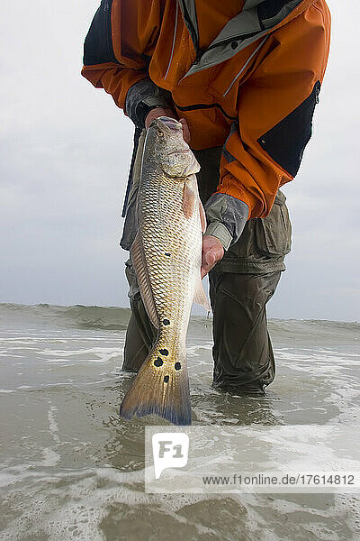 Surf fisherman shows off freshly caught red drum; Core Banks  North Carolina