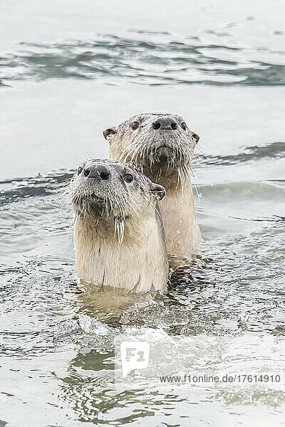 Portrait of a pair of Northern river ottesr (Lutra canadensis) sticking their heads out of the icy water curiously looking at camera; Yellowstone National Park  United States of America