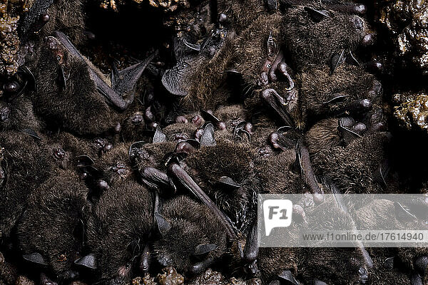 Dicht gedrängt schlafen kleine Fledermäuse auf dem Dach der Cueva de Villa Luz in Tabasco  Mexiko; Bundesstaat Tabasco  Mexiko.
