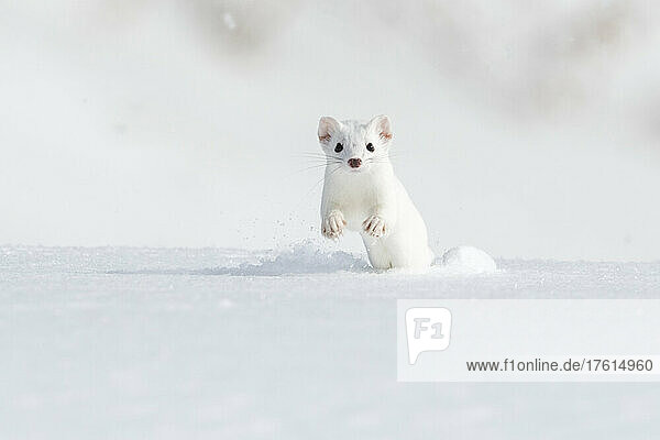A short-tailed weasel (Mustela erminea) running towards the camera in the snow  camouflaged in its white winter coat; Montana  United States of America