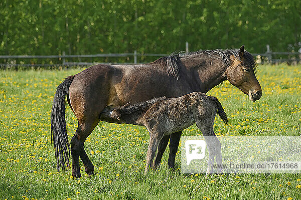 Foal suckling mare (Equus ferus caballus) standing in a green pasture in spring; Europe