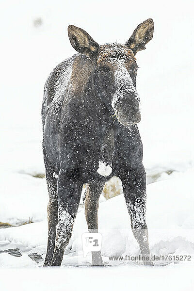 Close-up portrait of a frost covered bull moose (Alces alces) standing in the snow looking at camera; Yellowstone National Park  Wyoming  United States of America