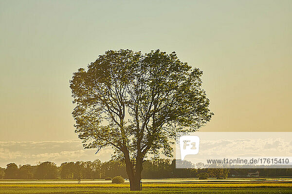 Stieleiche oder Stiel-Eiche (Quercus robur) im späten Tageslicht; Bayern  Deutschland