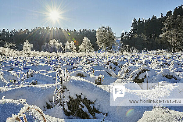 Frozen and snowy landscape with sunburst; Bavaria  Germany