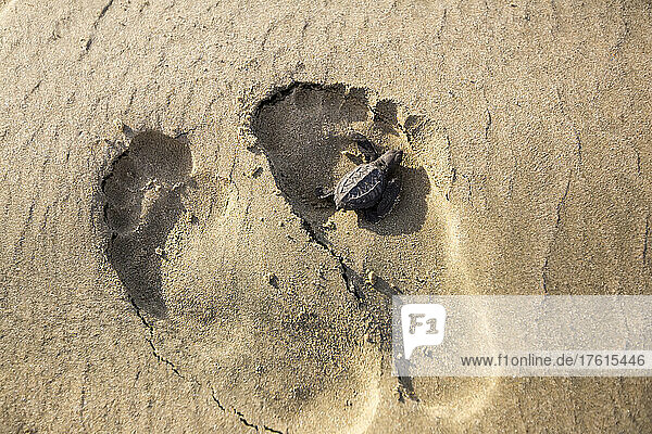 Eine frisch geschlüpfte Oliv-Ridley-Schildkröte bahnt sich ihren Weg durch ein Paar Fußspuren im Sand.
