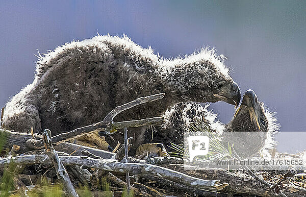 Nahaufnahme von zwei Weißkopfseeadlerjungen (Haliaeetus leucocephalus)  die im Nest liegen und miteinander spielen; Minnesota  Vereinigte Staaten von Amerika