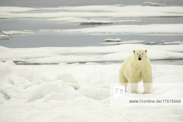A polar bear on pack ice.