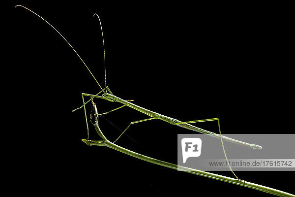 Eine grüne Stabheuschrecke  Acacus sapuani  imitiert den Stock  auf dem sie steht; Gunung Mulu National Park  Sarawak  Borneo  Malaysia.