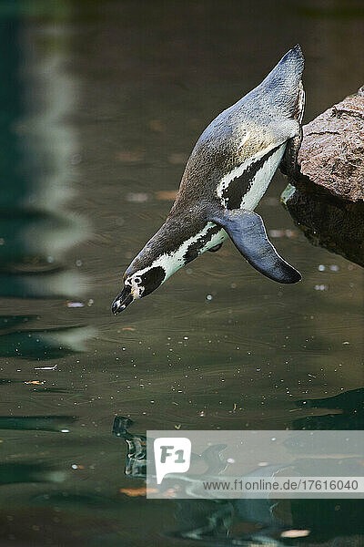 Humboldt-Pinguin (Spheniscus humboldti)  der von einem Felsen ins Wasser springt; Deutschland