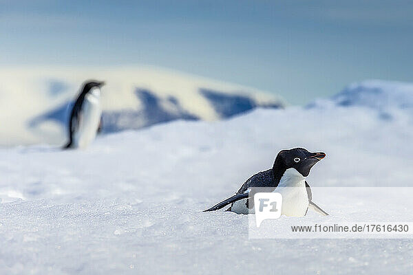 Adeliepinguine laufen und rutschen auf dem Packeis im Active Sound nahe dem Weddellmeer in der Antarktis.