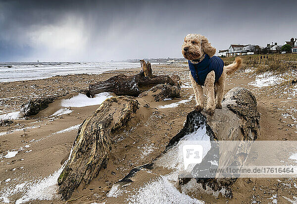 Blonder Kakadu-Hund steht auf Treibholz an einer verschneiten Küste  trägt einen blauen Mantel und schaut die Küste hinunter  mit dem Meer und der Küstenlinie im Hintergrund; Whitburn  Tyne and Wear  England