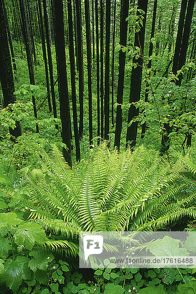Ferns in Forest  Elowah Falls  Columbia Gorge  Oregon  USA