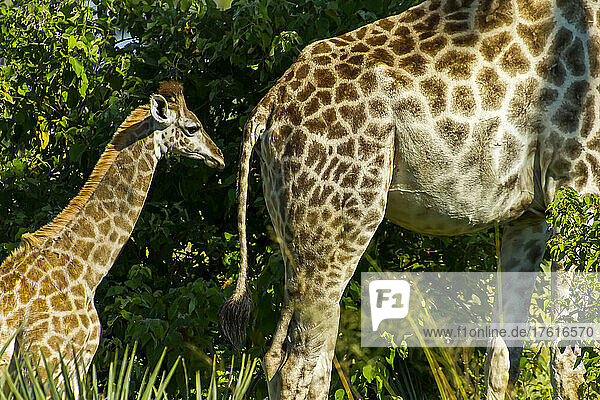 Seitenansicht einer Giraffenmutter und eines Giraffenbabys.