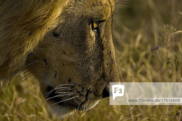 Eine Nahaufnahme eines männlichen afrikanischen Löwen.