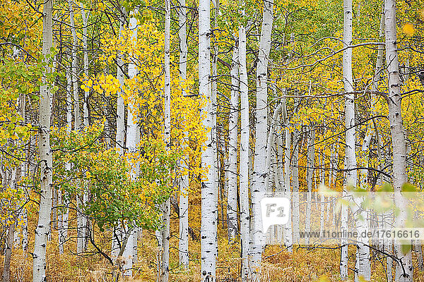 Espenbäume in leuchtenden Herbstfarben auf dem Thorpe Mountain bei Steamboat Springs  Colorado  USA; Colorado  Vereinigte Staaten von Amerika