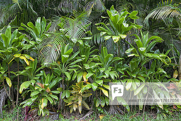 Üppige Vegetation  Maui  Hawaii  USA