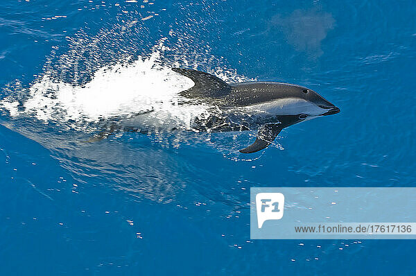 Sanduhr-Delphin (Lagenorhynchus cruciger) schwimmt im blauen Wasser des Südlichen Ozeans; Südgeorgien  Antarktis