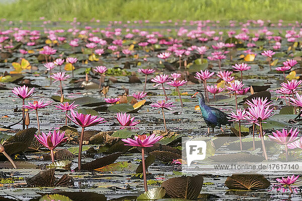 Moorhen among the blossoming Lotus Flowers (Nelumbo nucifera) on Pink Water Lilies Lake; Udon Thani  Thailand