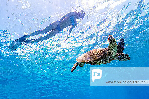 Eine Frau schnorchelt am Electric Beach in Oahu mit einer grünen Meeresschildkröte.