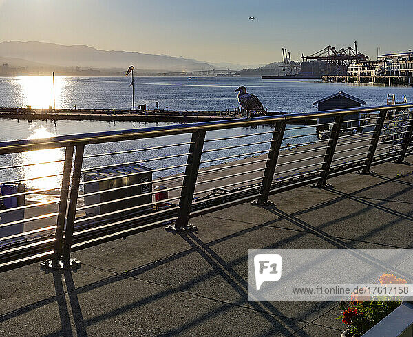 Promenade entlang der Uferpromenade von Vancouver bei Sonnenuntergang  mit einem Vogel auf einem Geländer und dem Hafen in der Ferne; Vancouver  British Columbia  Kanada