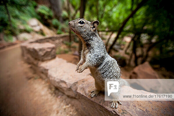 Ein Eichhörnchen steht unerschrocken am Rande eines Wanderwegs und hofft auf eine Mahlzeit.