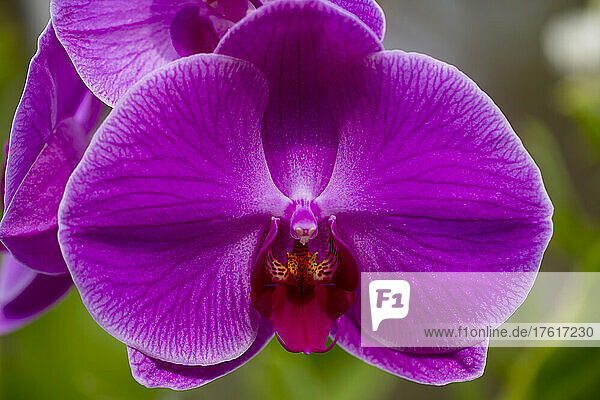 Purple Phalaenopsis orchid; Paia  Maui  Hawaii  United States of America