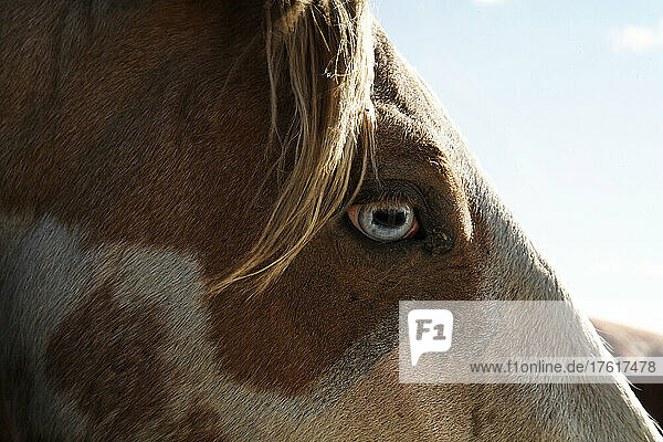 Nahaufnahme eines wilden Mustangs mit einem blauen Auge in einem Wildpferde-Erhaltungszentrum; Lantry  South Dakota  Vereinigte Staaten von Amerika