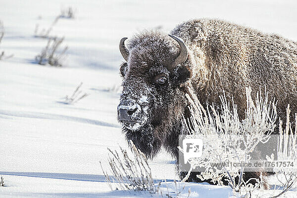 Snow covered Bison cow (Bison bison) standing in a snowy field next to frost covered sagebrush (Artemisia tridentata) on a sunny winter day; Yellowstone National Park  United States of America