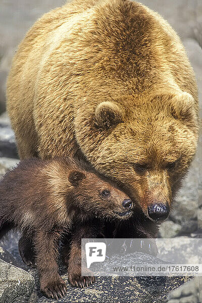 Ein Grizzlybärjunges kuschelt mit seiner Mutter.