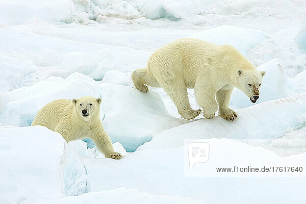 Eine Eisbärin  Ursus maritimus  und ihr Junges gehen über das Packeis.