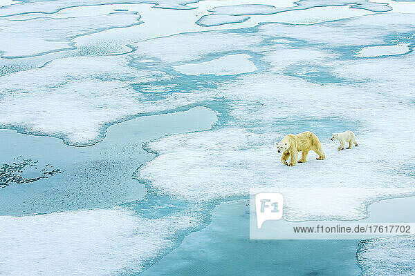 Ein Eisbär und sein Junges spazieren über halbgefrorenes Meereis.
