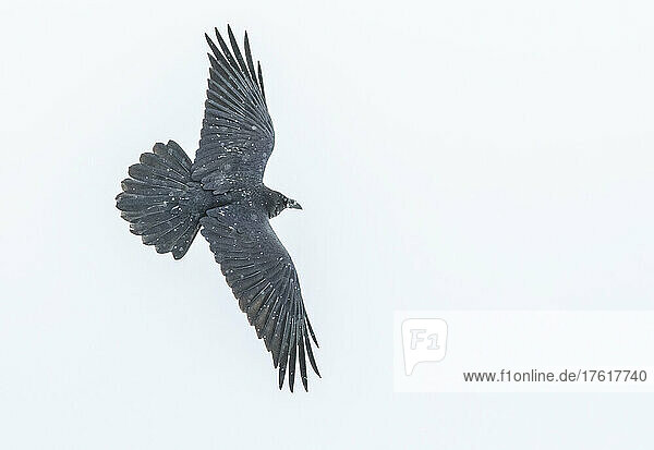 Rabe (Corvus corax) fliegt in der Luft vor weißem Hintergrund im Winter; Montana  Vereinigte Staaten von Amerika