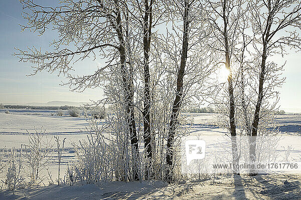 Beautiful morning light on trees covered with hoarfrost; Thunder Bay  Ontario  Canada
