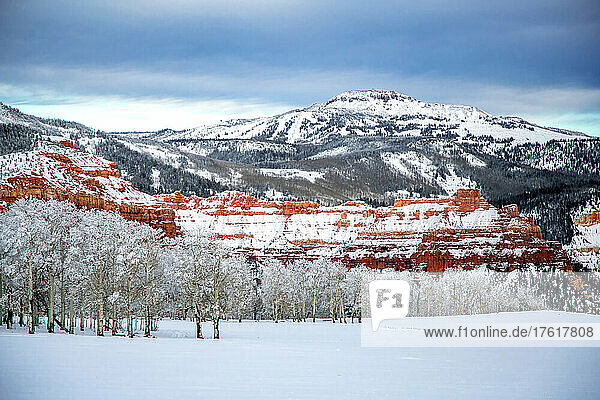Snow covers the mountains and an aspen forest; Cedar City  Utah  United States of America