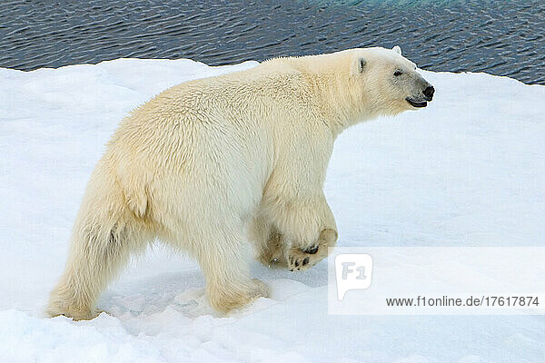 Portrait of a polar bear  Ursus maritimus  on the pack ice.