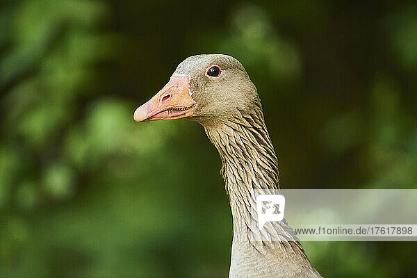 Close-up portrait of a Greylag goose (Anser anser); Bavaria  Germany