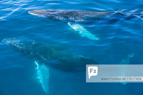 Zwei Buckelwale schwimmen dicht an der Meeresoberfläche.