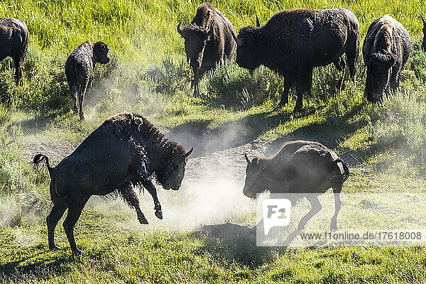 Herde amerikanischer Bisons (Bison bison)  die auf einem grasbewachsenen Feld herumstehen  Schmutz aufwirbeln und im Staub spielen  im Hayden Valley; Yellowstone National Park  Vereinigte Staaten von Amerika