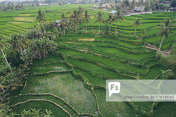 Luftaufnahme von terrassierten Reisfeldern in Ubud; Bezirk Ubud  Regentschaft Gianyar  Bali  Indonesien