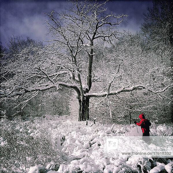 A nine year old boy cross country skis near an old tree through newly fallen snow.; Canaan Valley  West Virginia.