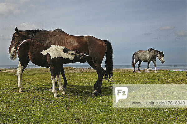 Ponysäugen auf einer Küstenweide in Northam Burrows  Westward Ho!  Devon  Großbritannien; Westward Ho!  Devon  England